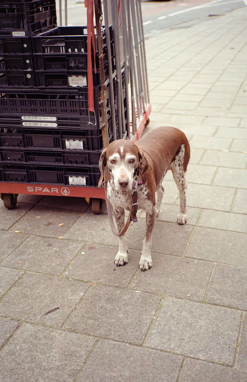 Item #64073144841343757614716512507723910140908511863865217898604629605015502192641 Media