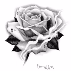 Rose Drawing