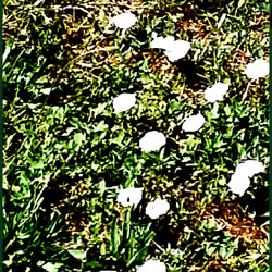 Fields of Blooms