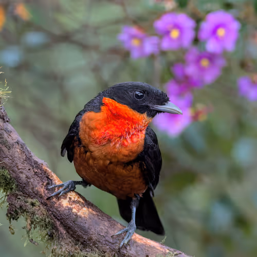 Item #76723362783280478533997952640177478162370392864243199552253501746992283385857 Media