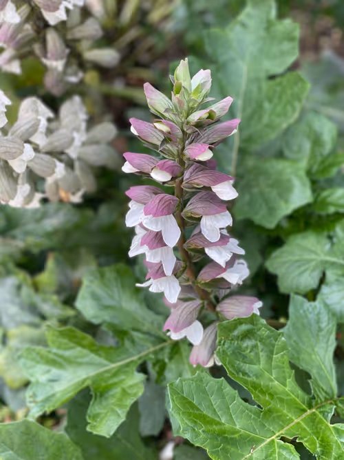 Item #66290421866561708106869782961777671001332545644432711787295824913108704428033 Media