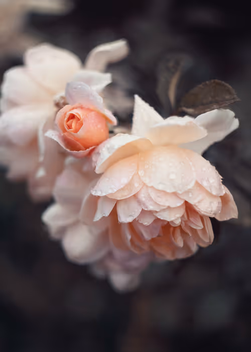 Item #54782985974607347148720532699414835129345073352407786523574901526424549588993 Media