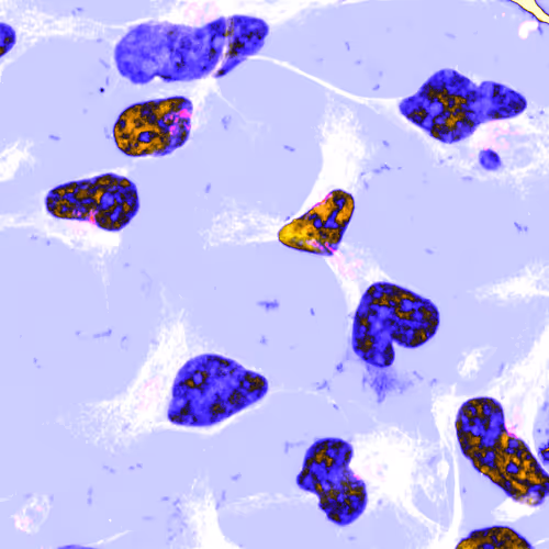 Item #42481498089717513961394482866849979367074933569204684563891551440139018305537 Media