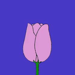 Dutch Tulip #1