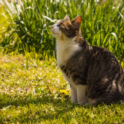 Is That a Bird?