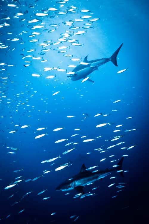 Item #29902083434247515408831439574651385768857107128595090783109118182476140773377 Media