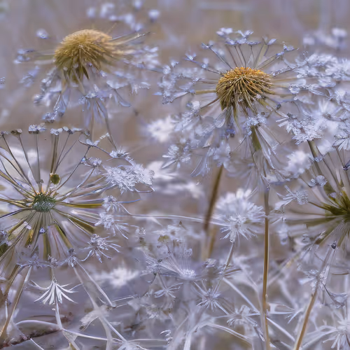 Item #96886935191127696535410464763981420974710720239925028244005018031595131502593 Media