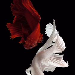 red and white koi
