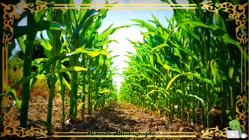 Item #63688176006920298669738405398310368792609774011425620877012057987954029625345 Media