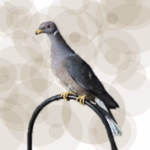 Item #44224140947385297080294490486331546758837636797201957936873602905441168261121 Media