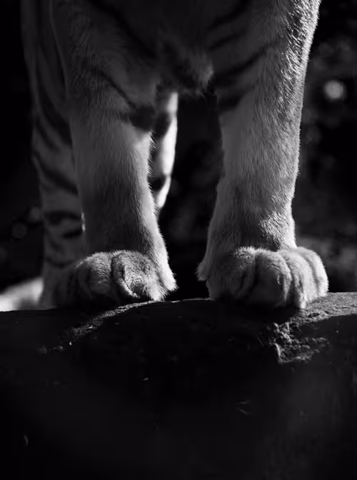 Item #97299197670576688169135242576959850036431919373710156993917717246713930973185 Media