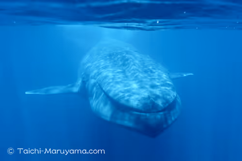 Item #61113597711829508019705348607354266595254896620371709928421355898928472522753 Media