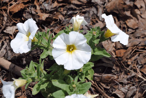 Item #40090172695085413256965535555586358742660933280315103792741764893261881671681 Media