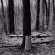 Trees. Vol 1