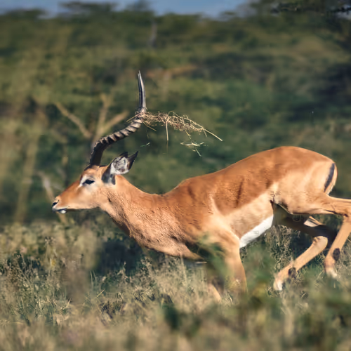 Hoofs n Horns #1 - Impala