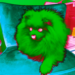Spitz Pepito