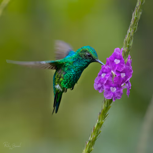 Item #76723362783280478533997952640177478162370392864243199552253501709608888041473 Media