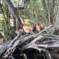Find Your Flock