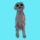 DiggetyDog.007-Weimaraner