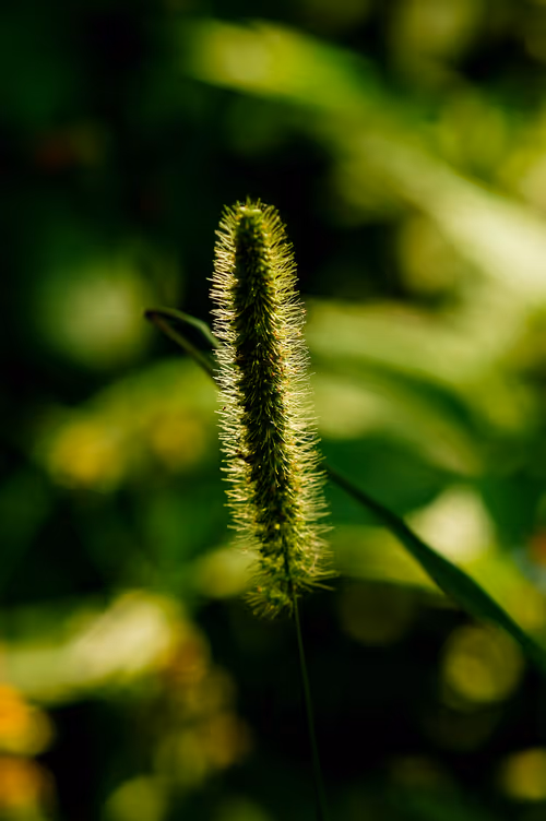 Item #15286439154353413258560728673590493507949724092509999987352070338408632811521 Media