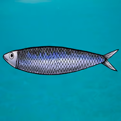Sardine Scale #0013