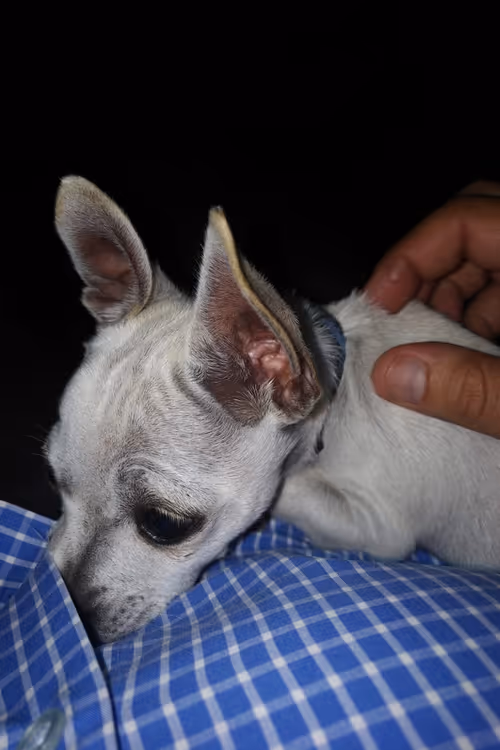 Item #67037274440608150470100459990670935726162063003688534097553106962964923023361 Media