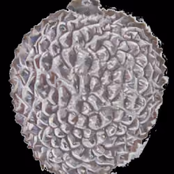 Metallic Litchi