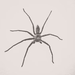 Frank the 7 legged Spider #11 Ghost
