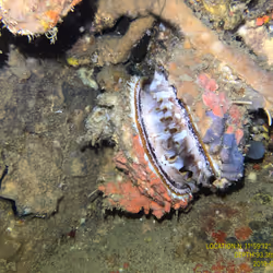 80965803268169370603932631570667161375508893671094224909166963923702784196609