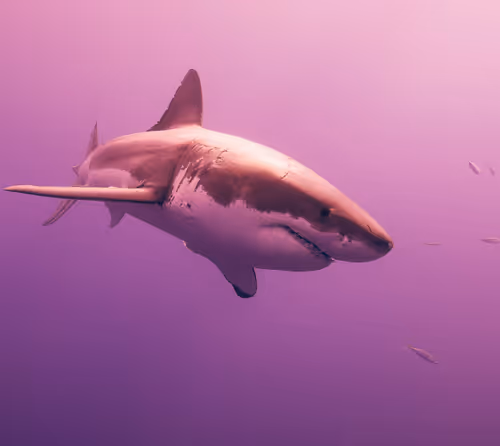 Item #29902083434247515408831439574651385768857107128595090783109118184675164028938 Media