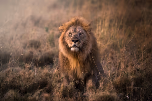 Item #46146454175190830687847236221543248864679735900060228179798027767104369852417 Media