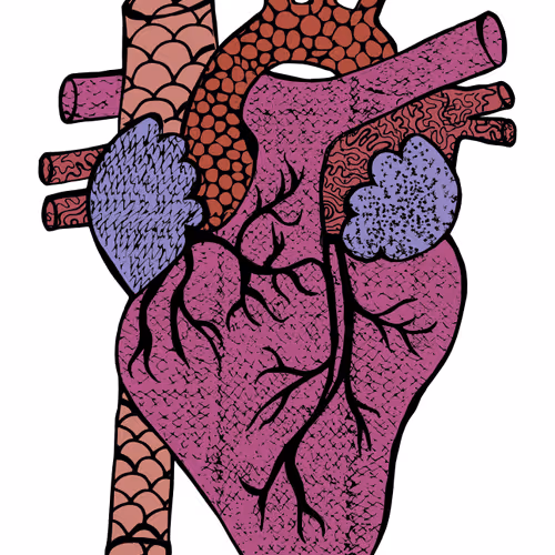 Anatomical Heart #91