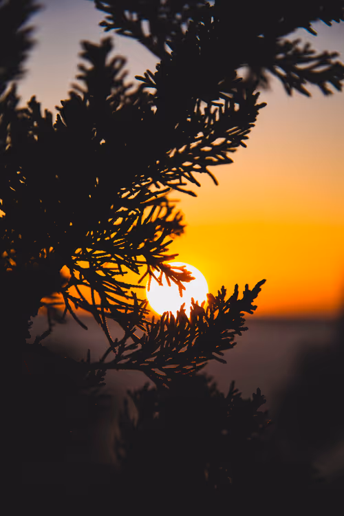 Item #111174009616639200000012101968861275422099781399944675221188828355898931937281 Media