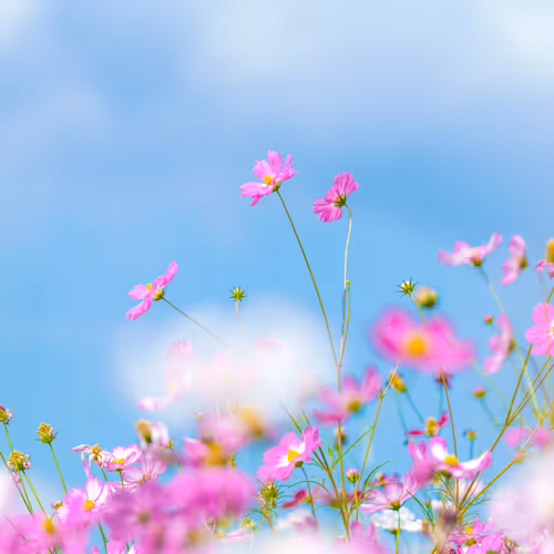 ＃３ Bright and high blooming cosmos