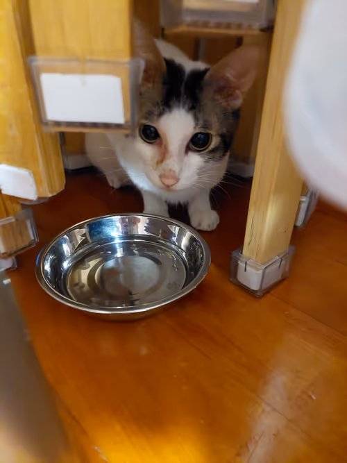 Item #99936926881834722245494880846447902772970396691943269501904837359385511460865 Media