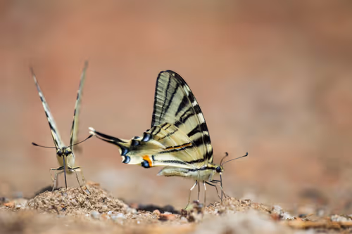 Item #11893448461842202167923125391346137616384292588036434545660885367130773520385 Media