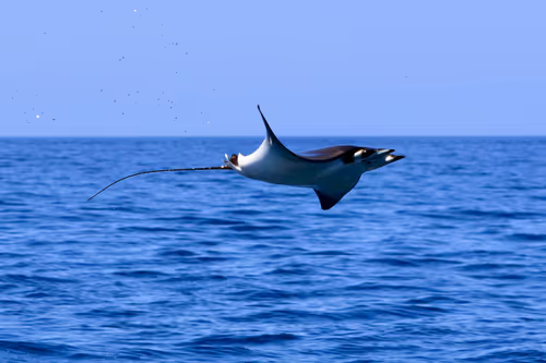 Item #61113597711829508019705348607354266595254896620371709928421355962700146933761 Media