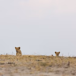 Lion Cubs. Botswana, 2015. 