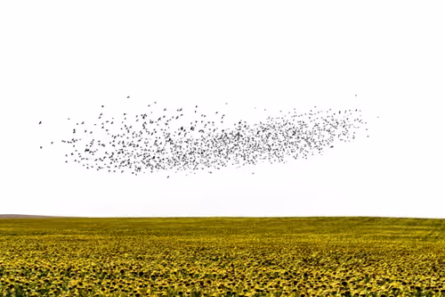 Item #82086394152813496729852745644400301310809698688948886085589871392233567027201 Media