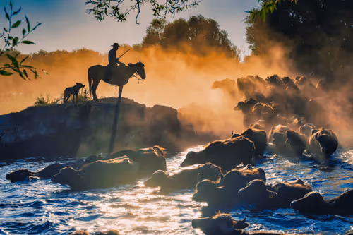 The Sunset Shepherd