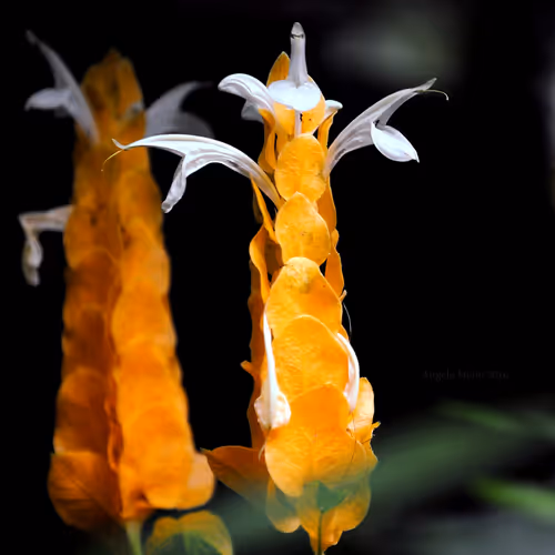 Item #43207901931937523229026562993049456947938366137062832064513938591169923514369 Media