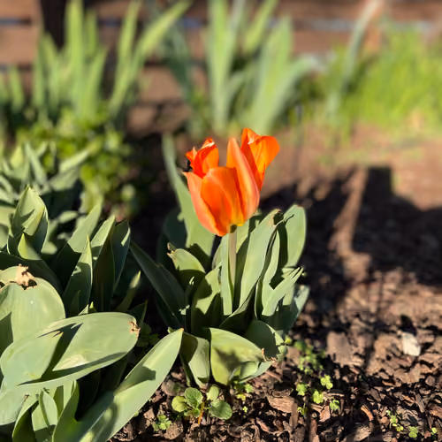 Spring buds
