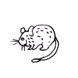 Degu 