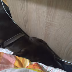 Sneaky Dogo