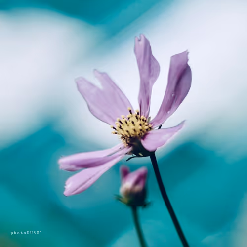 Item #103339499658907074455911852821514679659062129792359254936295356913796851433473 Media