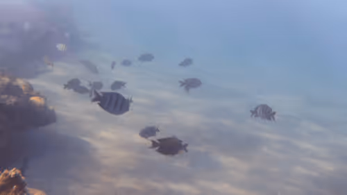 Item #32522392328516293709208538786472574869311995244495637720412795677237147860997 Media