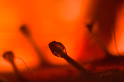 Item #70527450747548230522111899750416547594434158801107612514171876648240482877441 Media