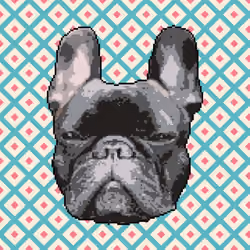 Grumpy Frenchie