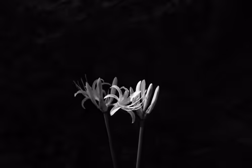 Item #59967187426684840308125755480147414158284983471661826941997092789862942113793 Media