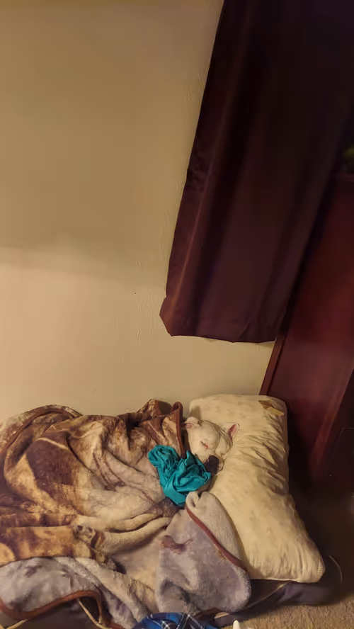 Item #39540864577667399256192616078450246771171412109449139938525305545147820277761 Media